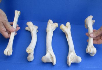 5 Deer Leg Bones, 7" to 9" - <font color=red>Special Price of $10</font>