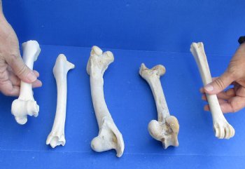 5 Deer Leg Bones, 7" to 9" - <font color=red>Special Price of $10</font>