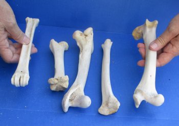 5 Deer Leg Bones, 7" to 9" - <font color=red>Special Price of $10</font>