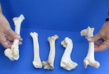 5 Deer Leg Bones, 7" to 9" - <font color=red>Special Price of $10</font>