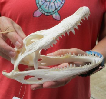 Authentic Florida Alligator Skull, 8 x 3-1/2 for $55