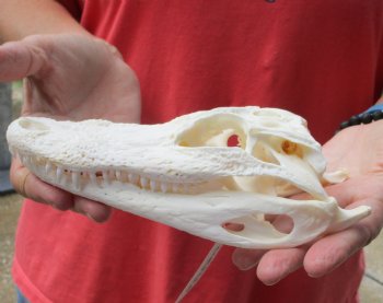 Authentic Florida Alligator Skull, 8 x 3-1/2 for $55