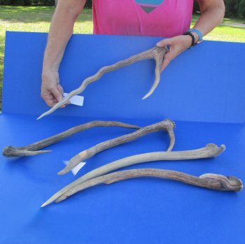 5 Axis Deer Antlers, 17" to 21" - $50