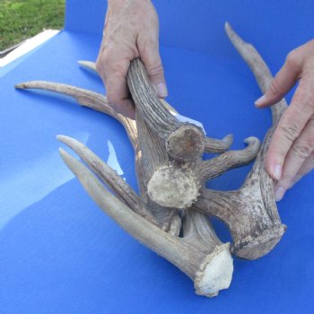 5 Axis Deer Antlers, 17" to 21" - $50