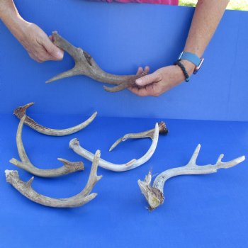 7 Whitetail Deer Antlers, 7" to 10" - $45