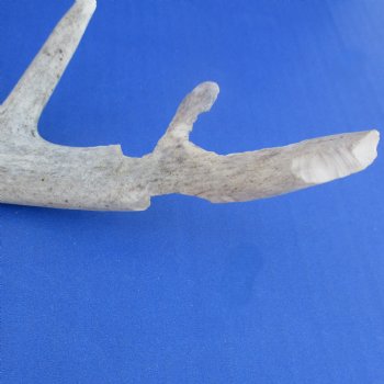 7 Whitetail Deer Antlers, 7" to 10" - $45