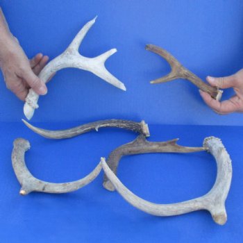 6 Whitetail Deer Antlers, 7" to 12" - $39