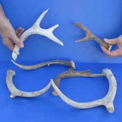 6 Whitetail Deer Antlers, 7" to 12" - $39