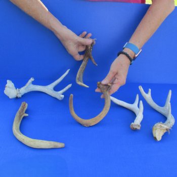 6 Whitetail Deer Antlers, 7" to 9" - $39