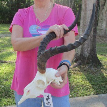 10" African Impala Skull with 19" Horns - $95