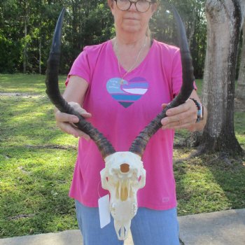 10" African Impala Skull with 19" Horns - $95