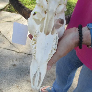 10" African Impala Skull with 19" Horns - $95