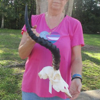 10" African Impala Skull with 20" Horns - $95