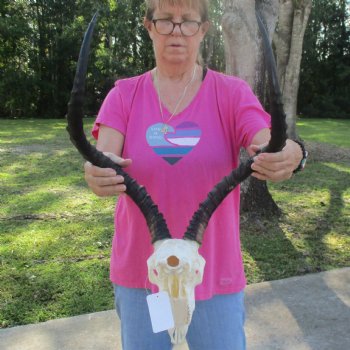 10" African Impala Skull with 23" Horns - $100