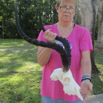 10" African Impala Skull with 23" Horns - $100