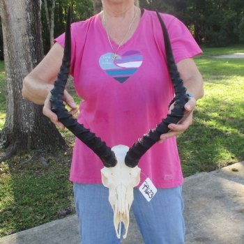 10" African Impala Skull with 21" Horns - $95