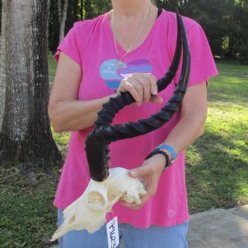 10" African Impala Skull with 21" Horns - $95