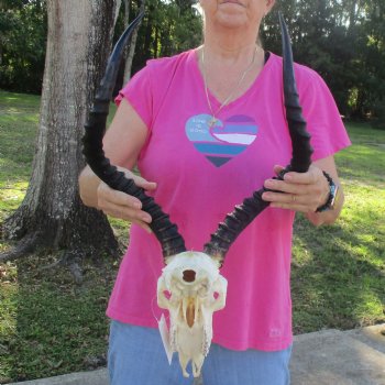 10" African Impala Skull with 21" Horns - $95