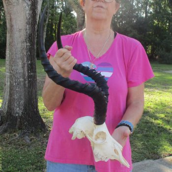 10" African Impala Skull with 21" Horns - $95