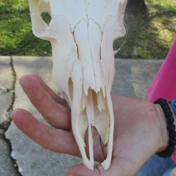 10" African Impala Skull with 21" Horns - $95