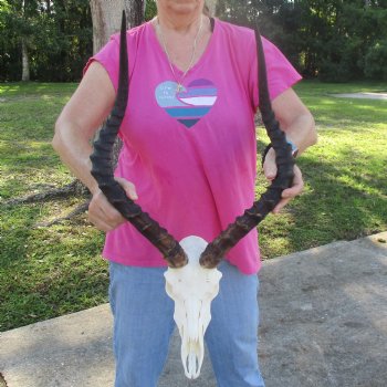 11" African Impala Skull with 23" Horns - $100