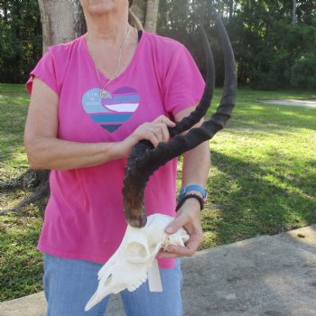 11" African Impala Skull with 23" Horns - $100