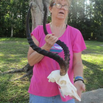 11" African Impala Skull with 23" Horns - $100