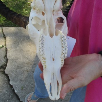 11" African Impala Skull with 23" Horns - $100