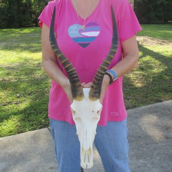 12" Male Blesbok Skull with 15" Horns - $80