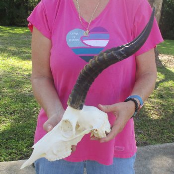 12" Male Blesbok Skull with 15" Horns - $80