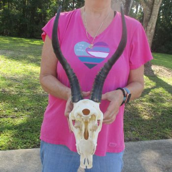 12" Male Blesbok Skull with 15" Horns - $80