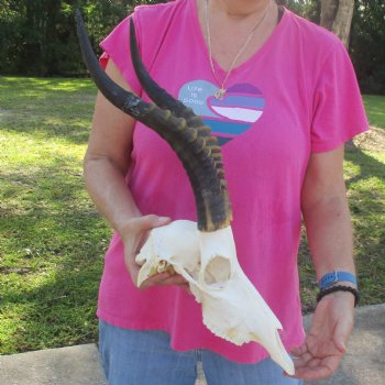 12" Male Blesbok Skull with 15" Horns - $80