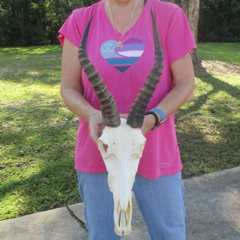 13" Male Blesbok Skull with 15" Horns - $80