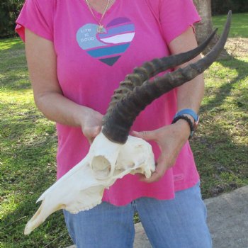 13" Male Blesbok Skull with 15" Horns - $80