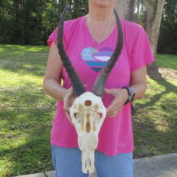 13" Male Blesbok Skull with 15" Horns - $80