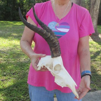 13" Male Blesbok Skull with 15" Horns - $80