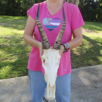 13-1/2" Male Blesbok Skull with 14-1/2" Horns - $80