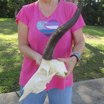 13-1/2" Male Blesbok Skull with 14-1/2" Horns - $80