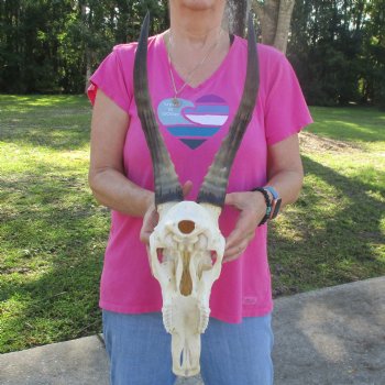 13-1/2" Male Blesbok Skull with 14-1/2" Horns - $80