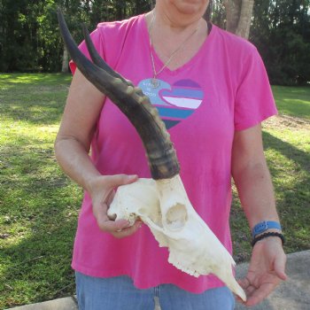 13-1/2" Male Blesbok Skull with 14-1/2" Horns - $80