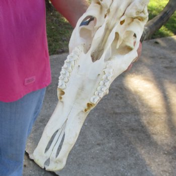 13-1/2" Male Blesbok Skull with 14-1/2" Horns - $80