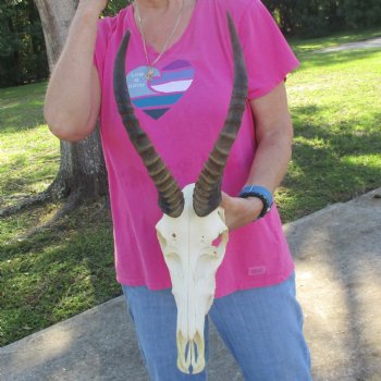 11-1/2" Male Blesbok Skull with 13-1/2" Horns - $80