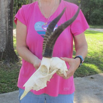 11-1/2" Male Blesbok Skull with 13-1/2" Horns - $80