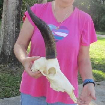 11-1/2" Male Blesbok Skull with 13-1/2" Horns - $80