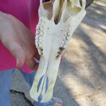 11-1/2" Male Blesbok Skull with 13-1/2" Horns - $80