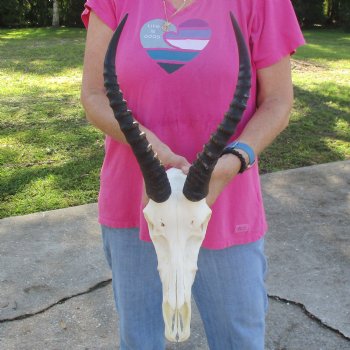 12" Male Blesbok Skull with 13-1/2" Horns - $80