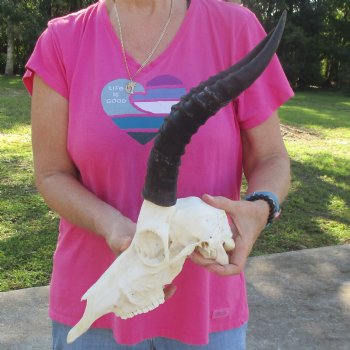 12" Male Blesbok Skull with 13-1/2" Horns - $80