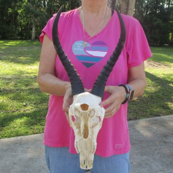 12" Male Blesbok Skull with 13-1/2" Horns - $80