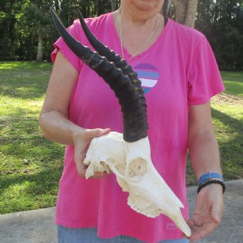 12" Male Blesbok Skull with 13-1/2" Horns - $80