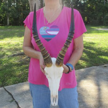 11-1/2" Male Blesbok Skull with 16" Horns - $80